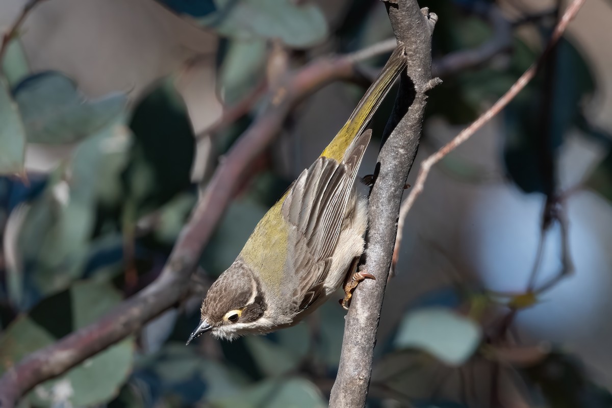 Brown-headed Honeyeater - ML643469552