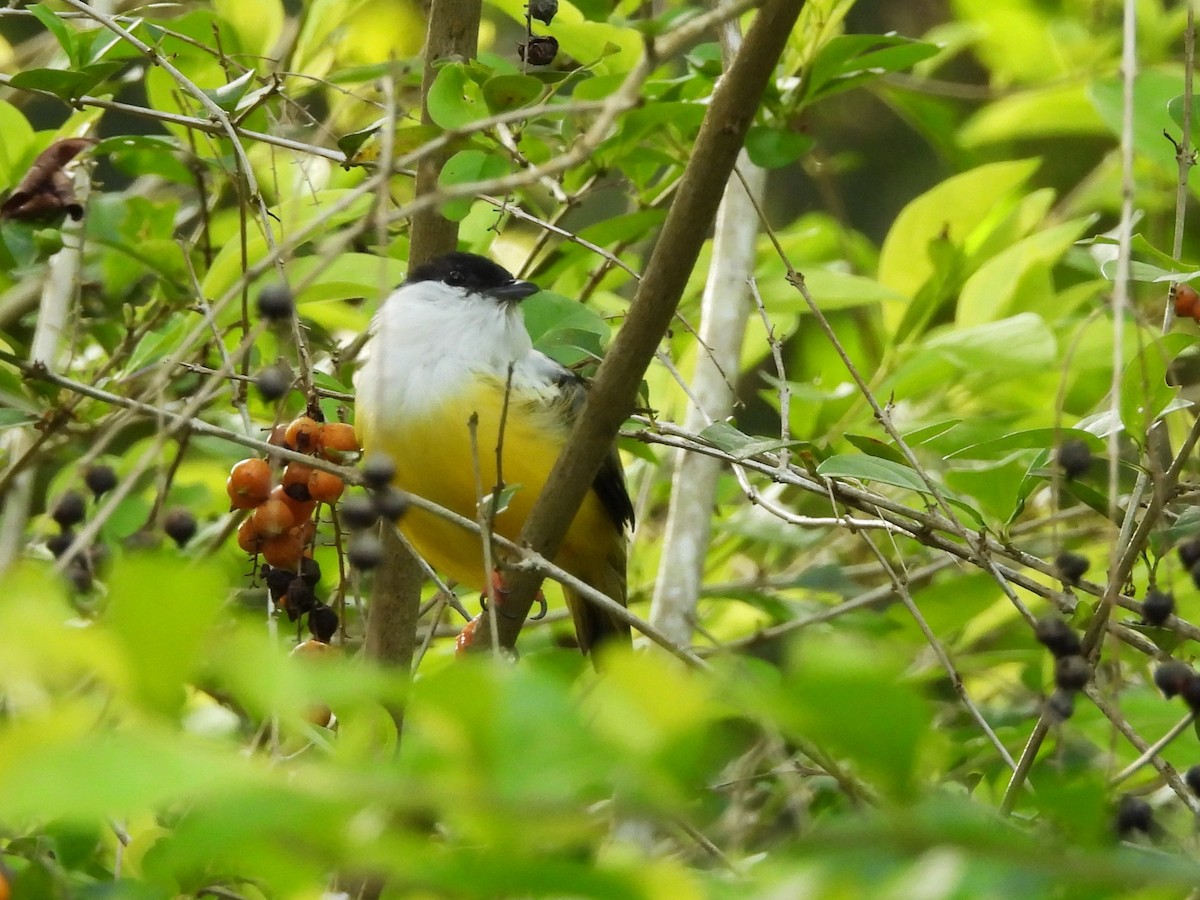 White-collared Manakin - ML643469556