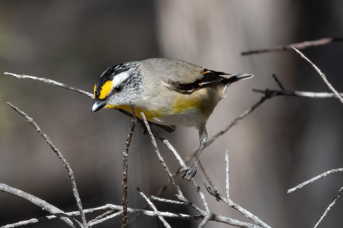 Striated Pardalote - ML643469557