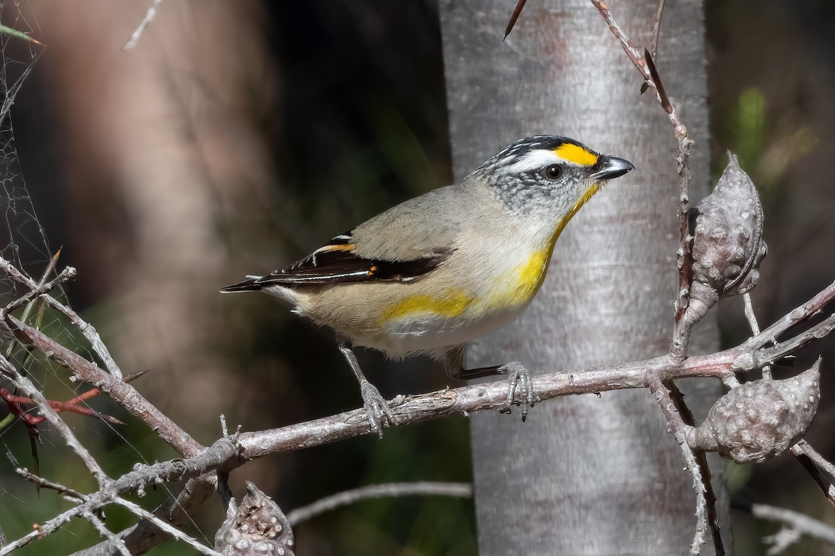 Striated Pardalote - ML643469558