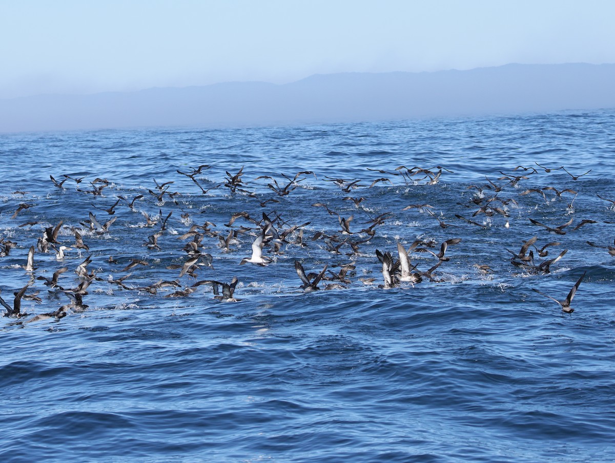 Pink-footed Shearwater - ML643469564