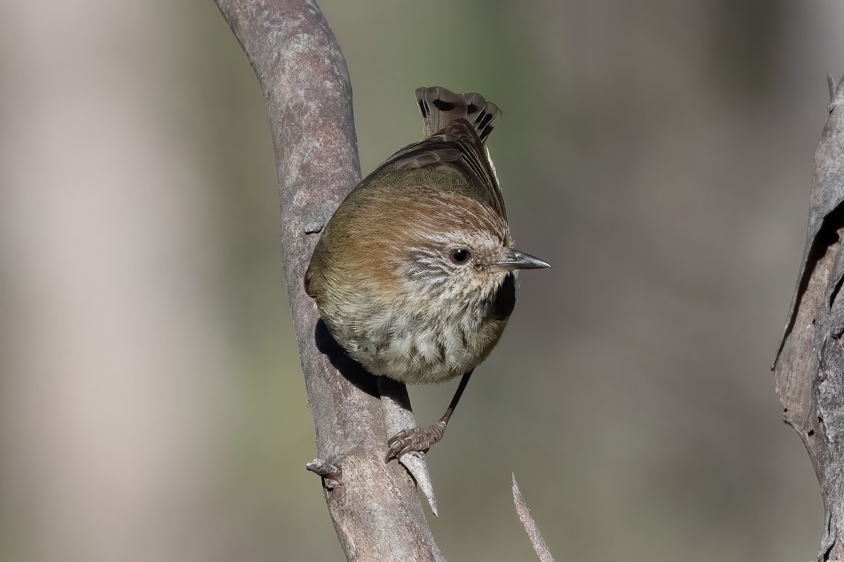 Striated Thornbill - ML643469565