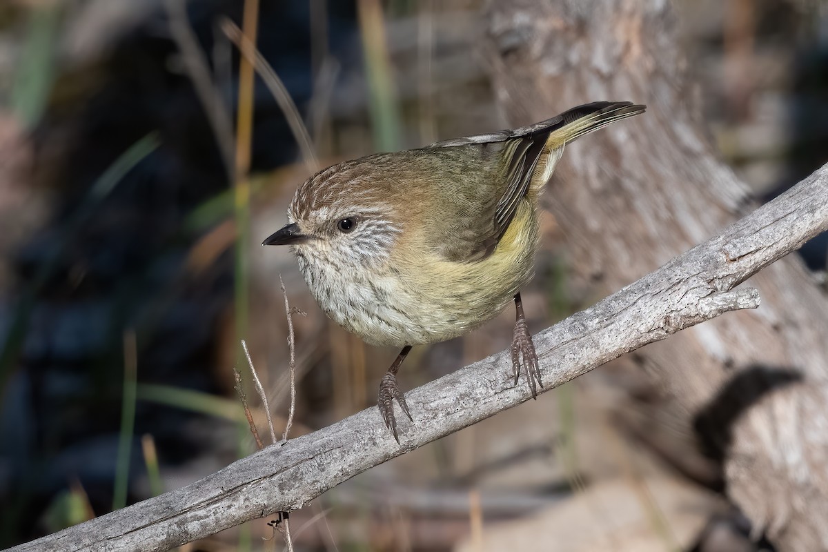 Striated Thornbill - ML643469566
