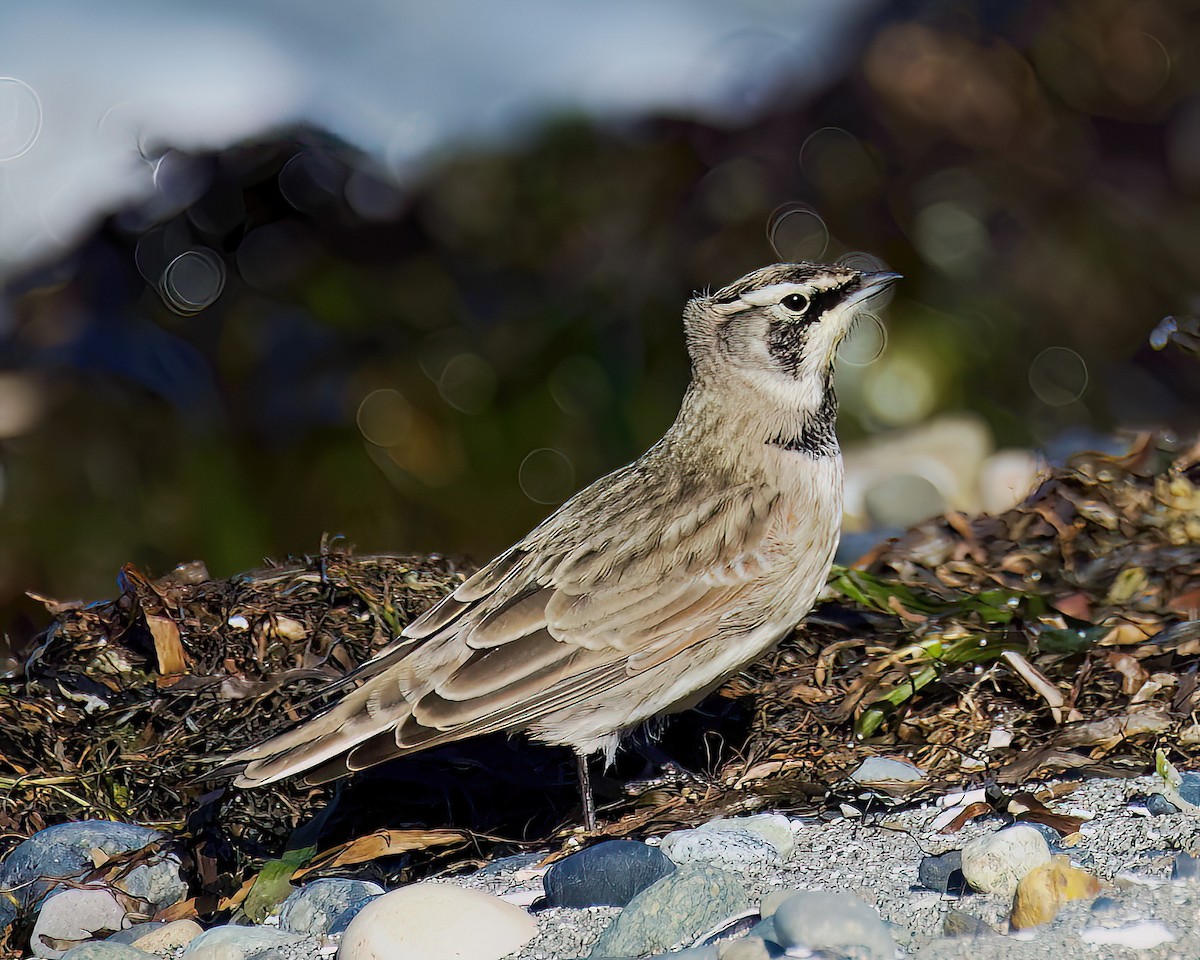Horned Lark - ML643469568