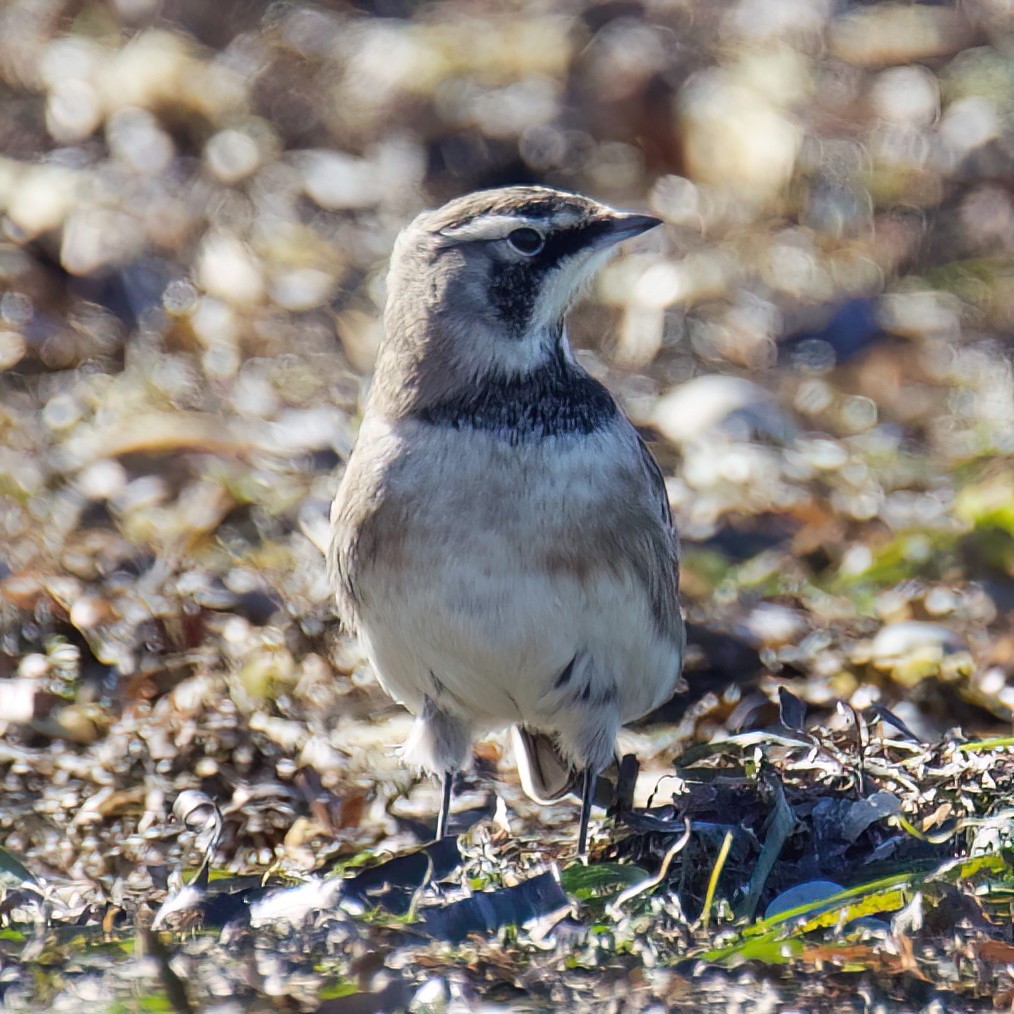 Horned Lark - ML643469580