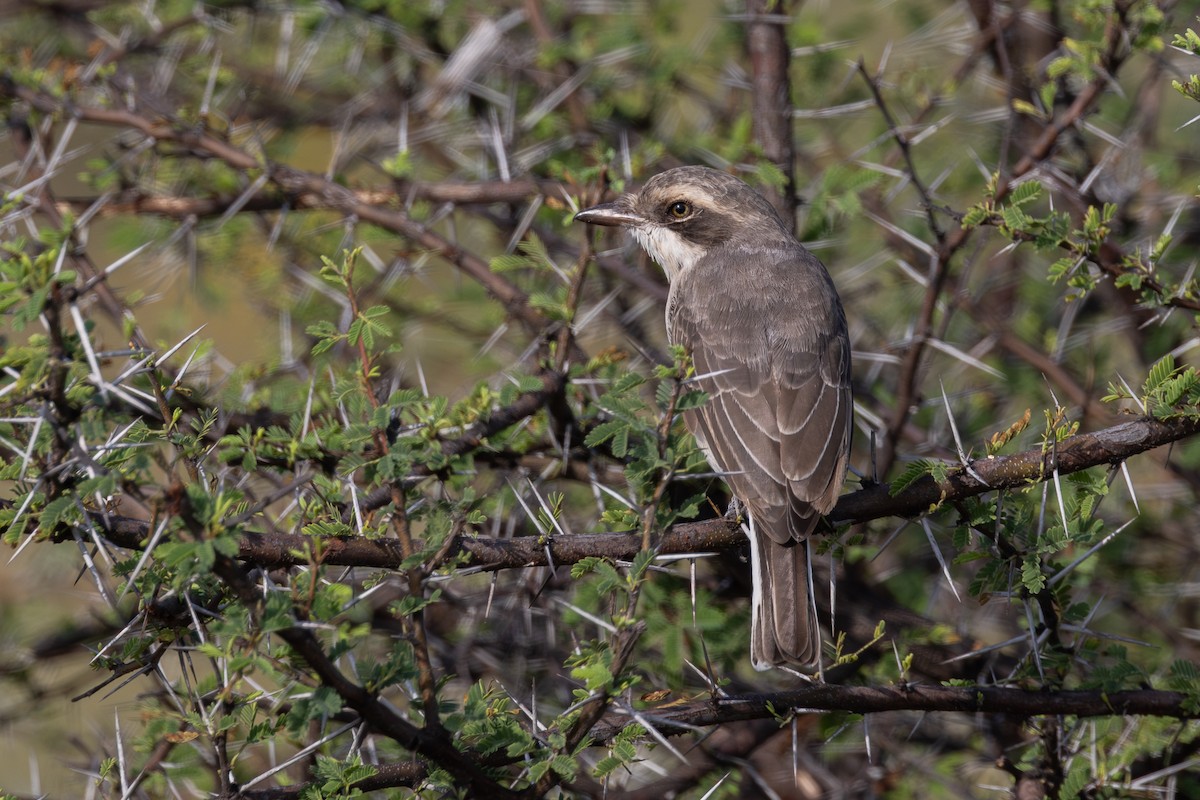Common Woodshrike - ML643469594