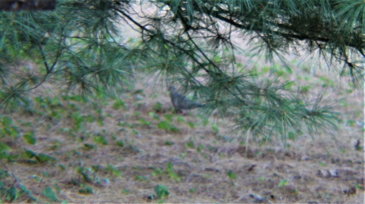 Mourning Dove - ML643469595