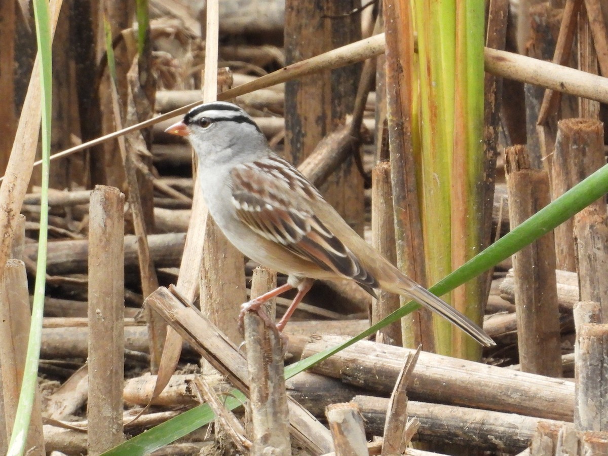 Bruant à couronne blanche - ML643469599