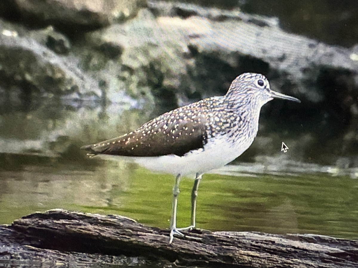 Green Sandpiper - ML643469608
