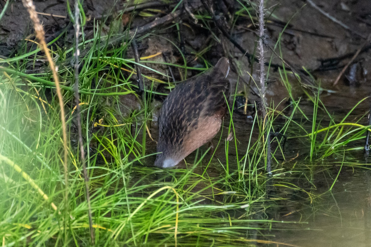 Virginia Rail - ML643469629