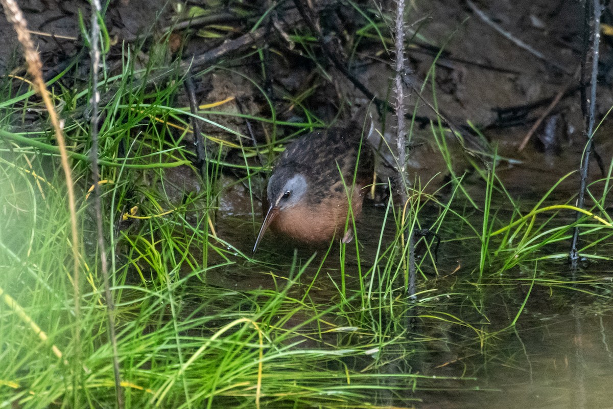 Virginia Rail - ML643469630