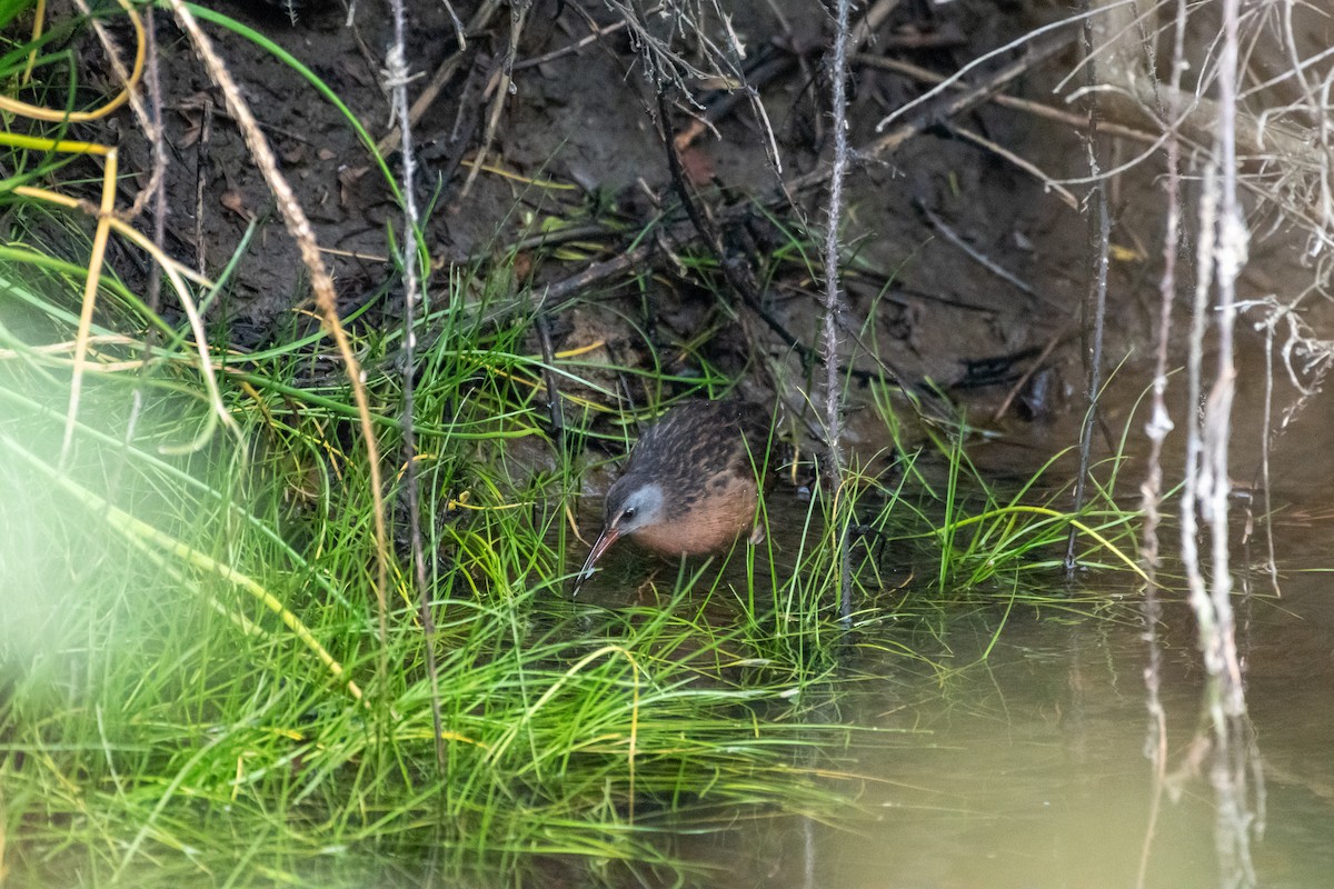 Virginia Rail - ML643469631