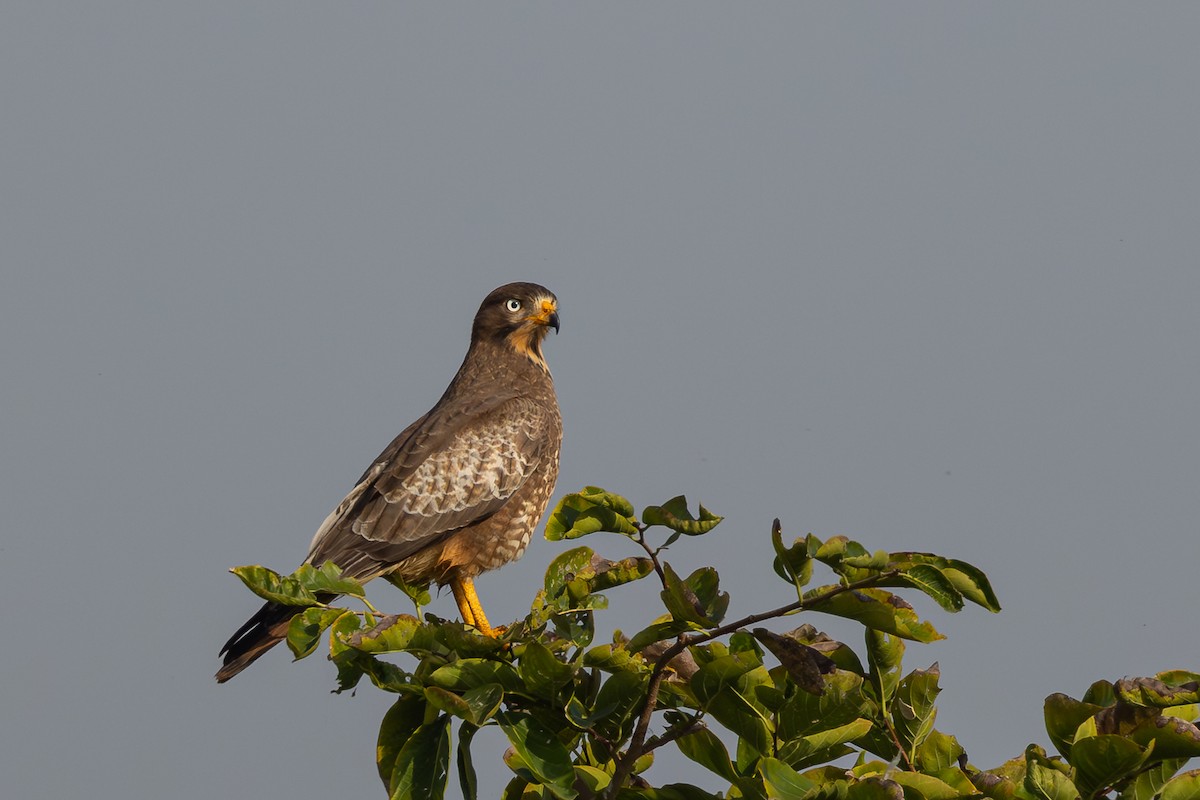 White-eyed Buzzard - ML643469645