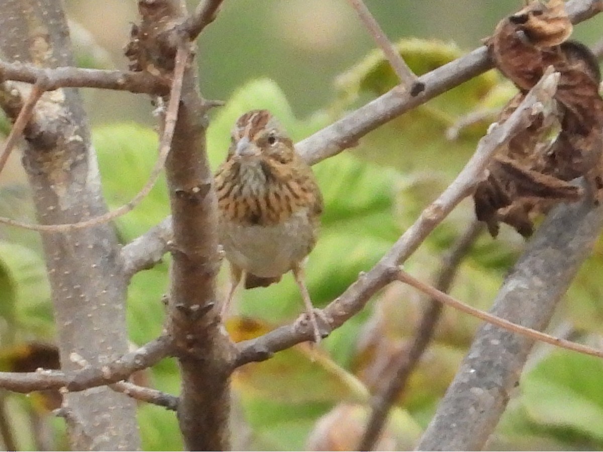 Lincoln's Sparrow - ML643469666