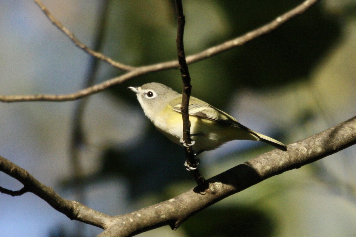 Blue-headed Vireo - ML643469668
