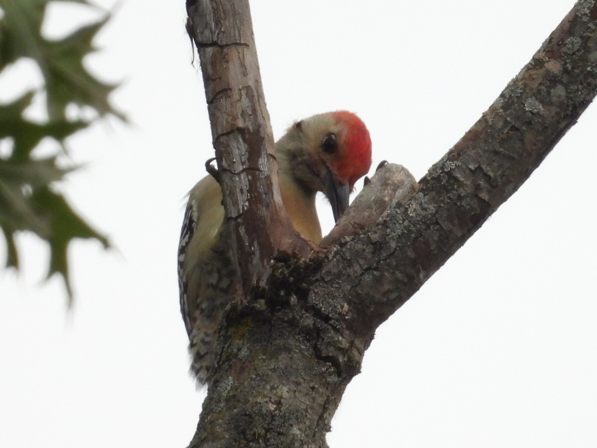 Red-bellied Woodpecker - ML643469669