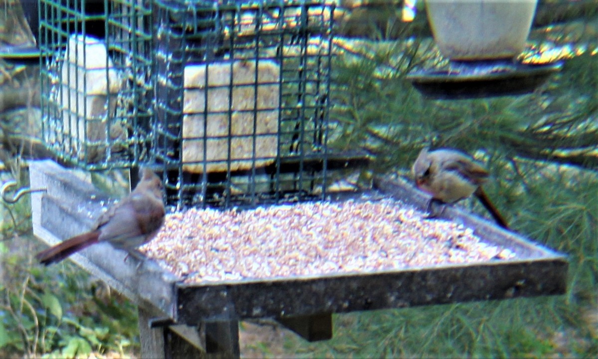 Northern Cardinal - ML643469671