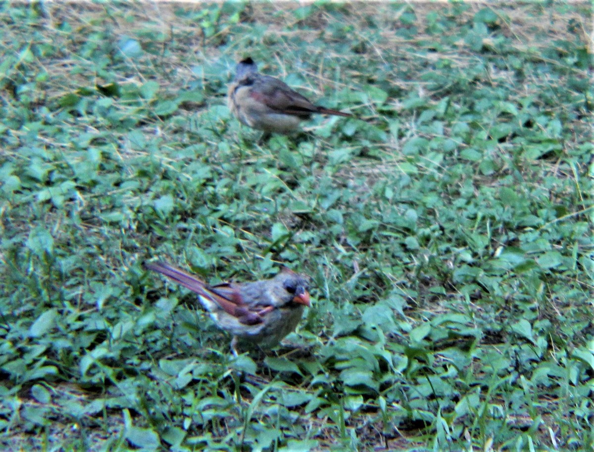 Northern Cardinal - ML643469676