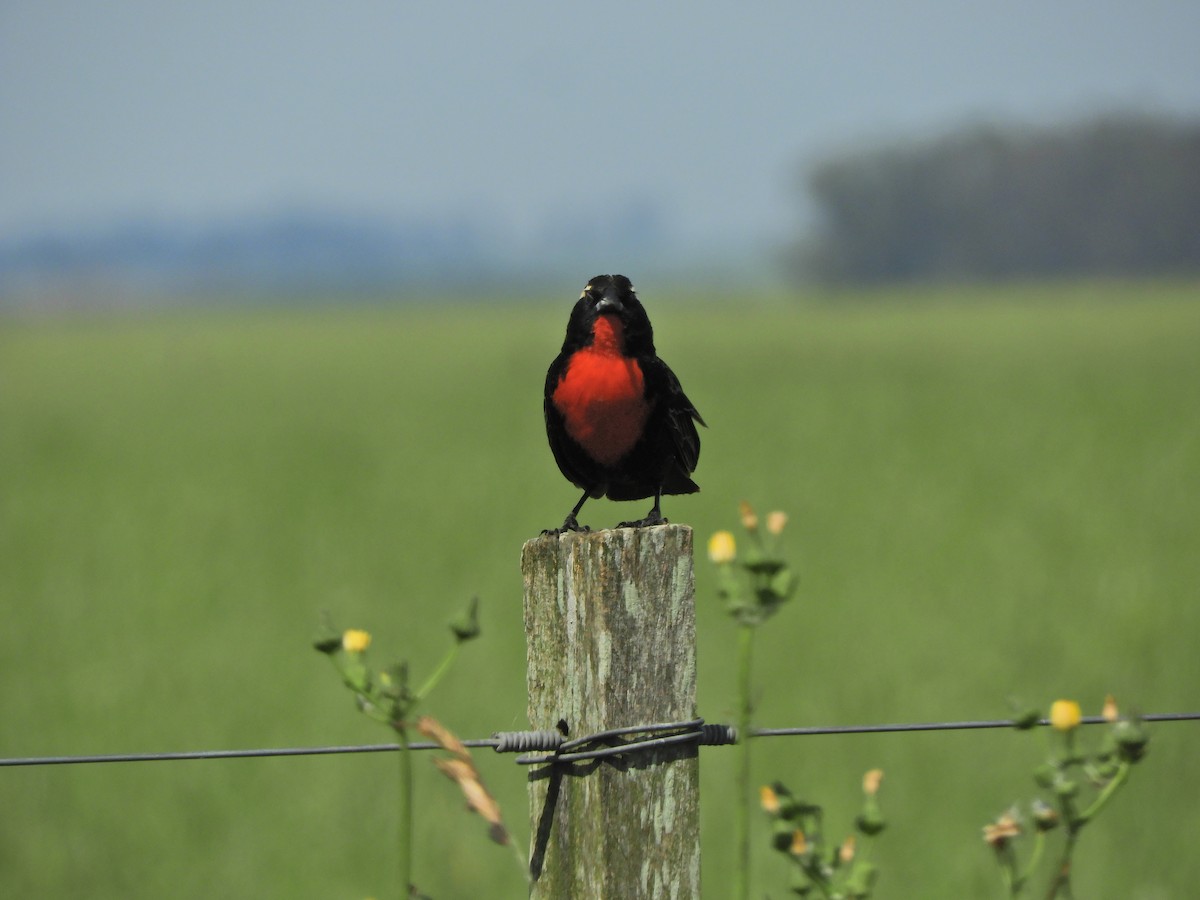 White-browed Meadowlark - ML643469677