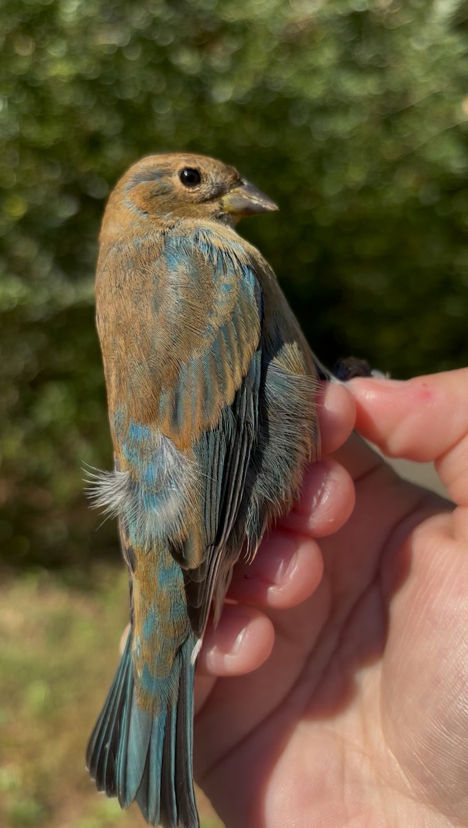 Indigo Bunting - ML643469683
