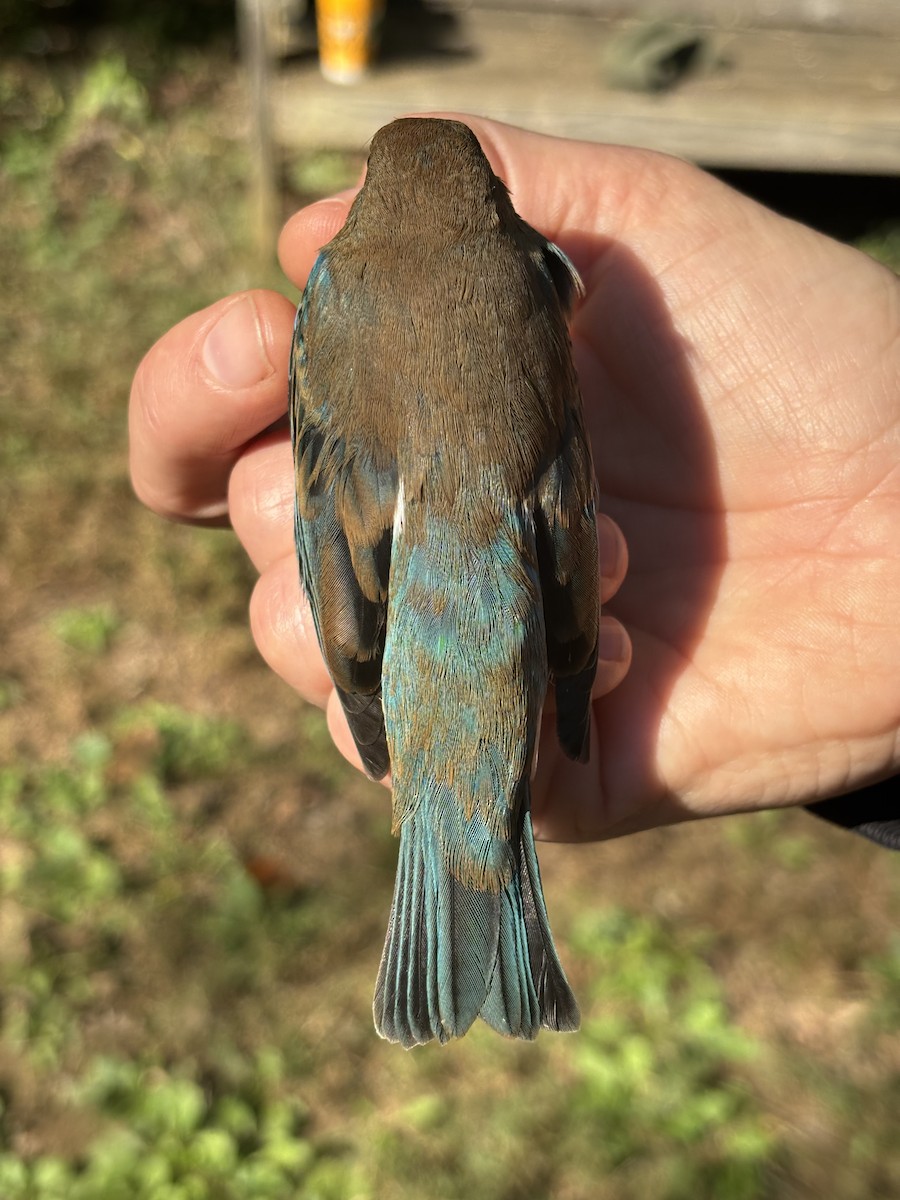 Indigo Bunting - ML643469684