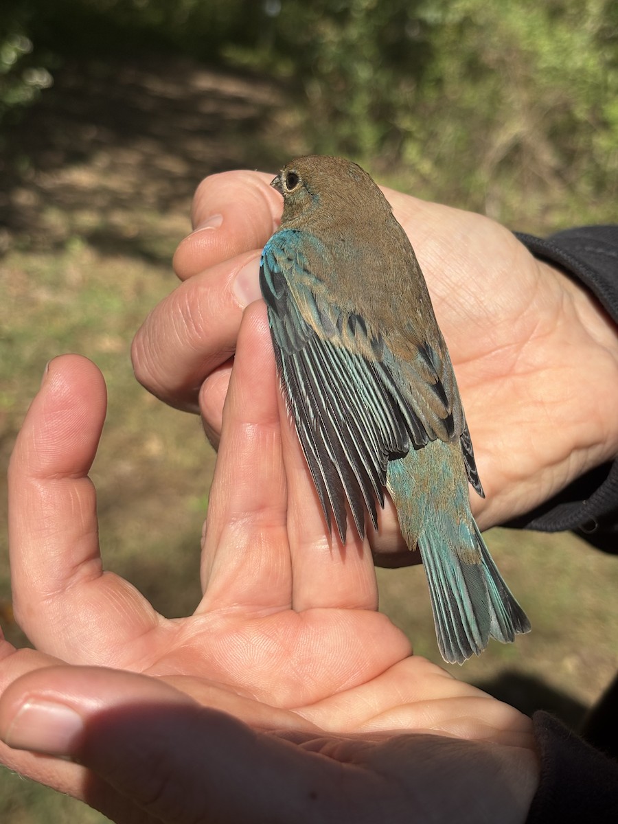 Indigo Bunting - ML643469685