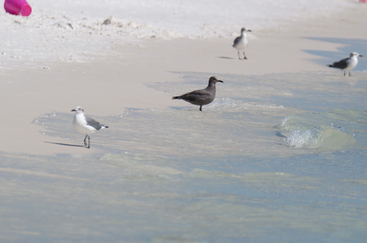 Gray Gull - ML643469707