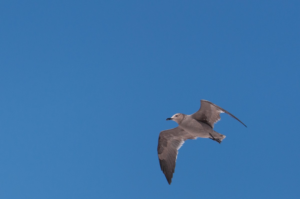 Gray Gull - ML643469708