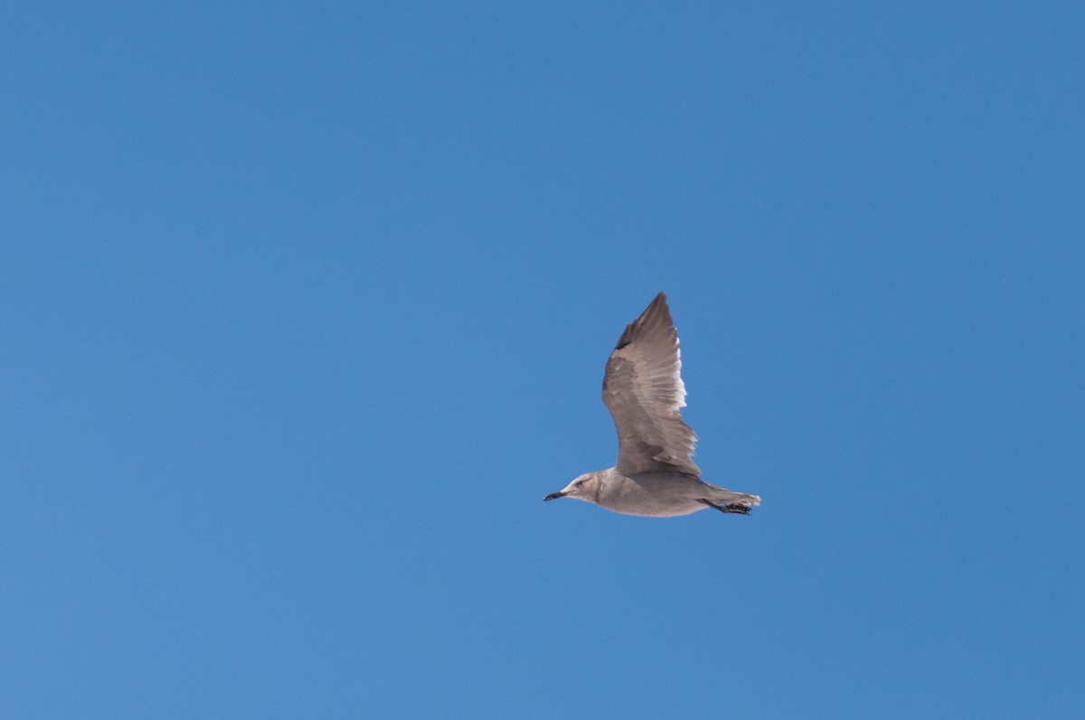 Gray Gull - ML643469709