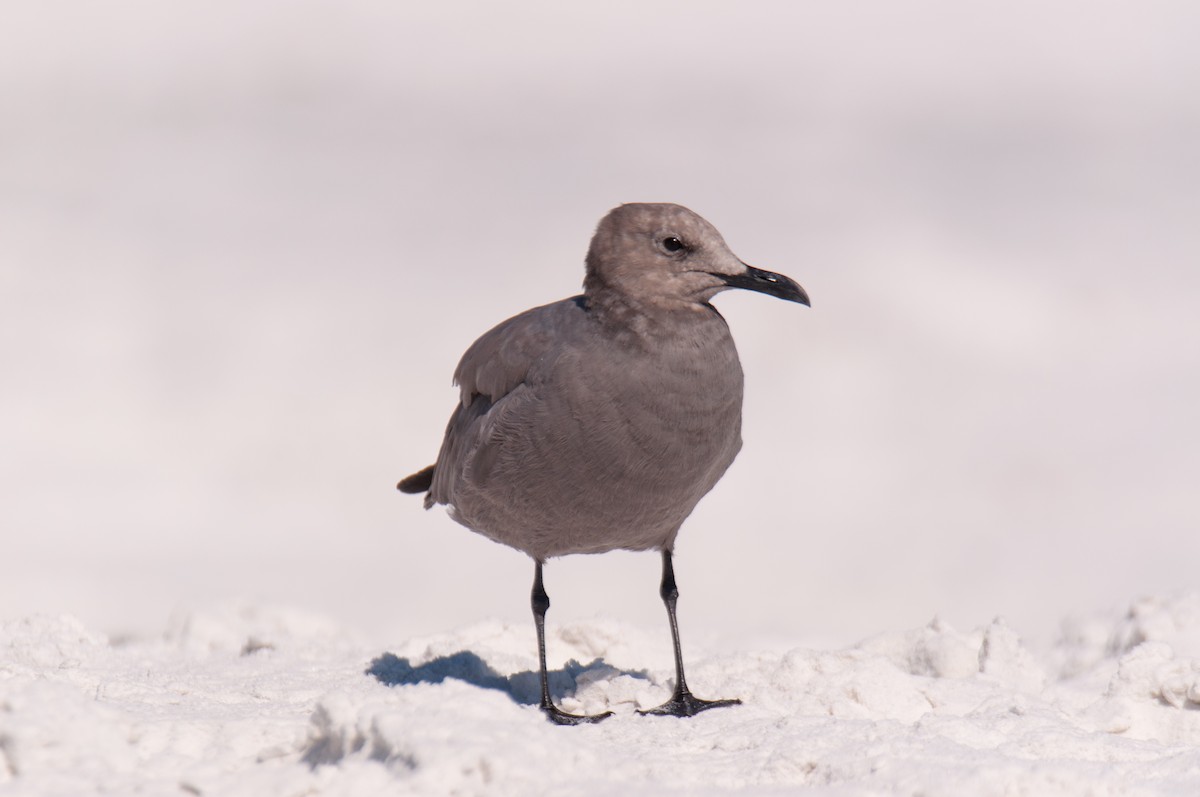 Gray Gull - ML643469710