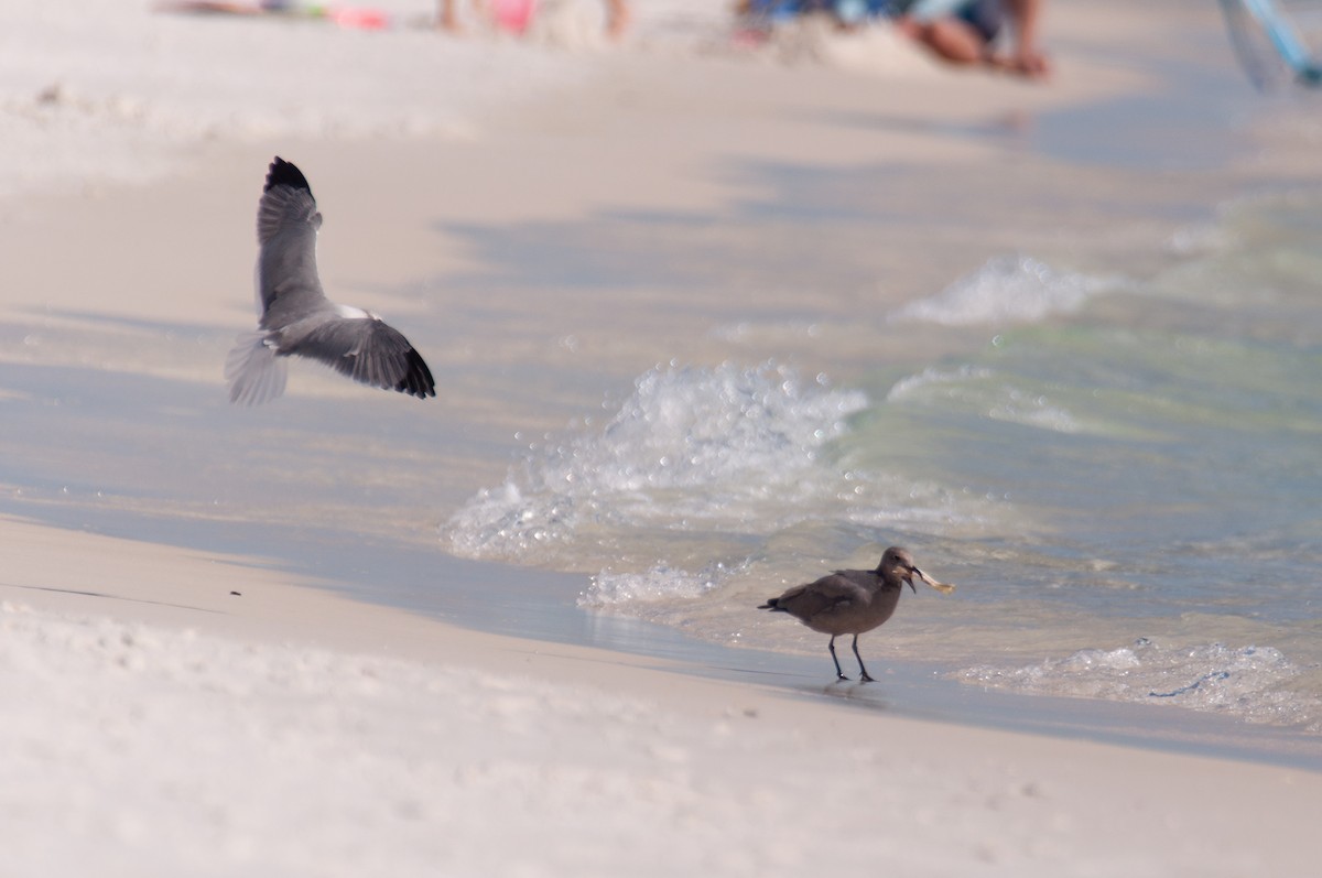 Gray Gull - ML643469711