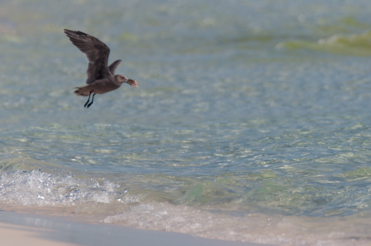 Gray Gull - ML643469712