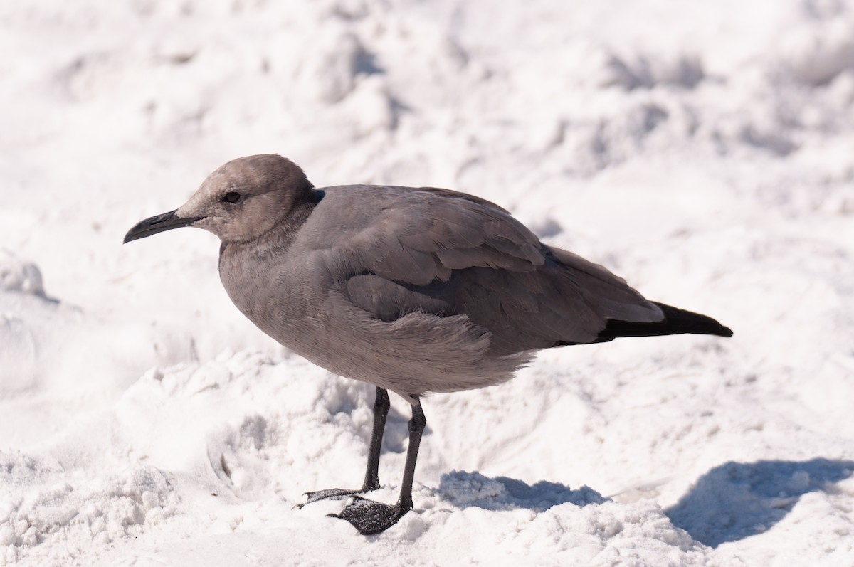 Gray Gull - ML643469713