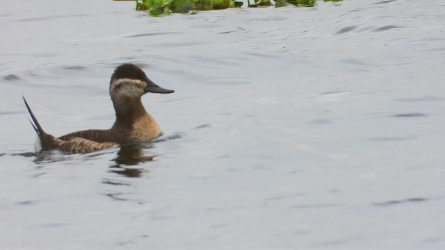 Ruddy Duck - ML643469736
