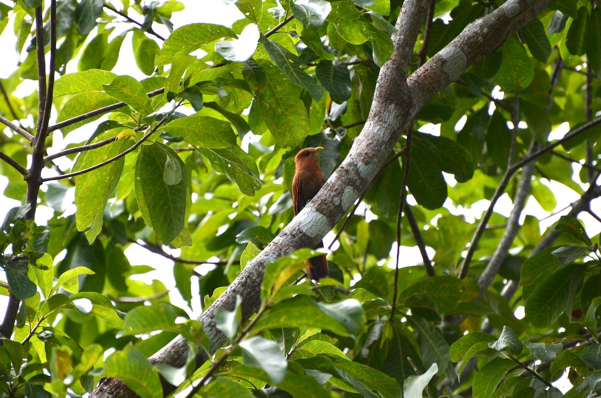 Little Cuckoo - ML643469740