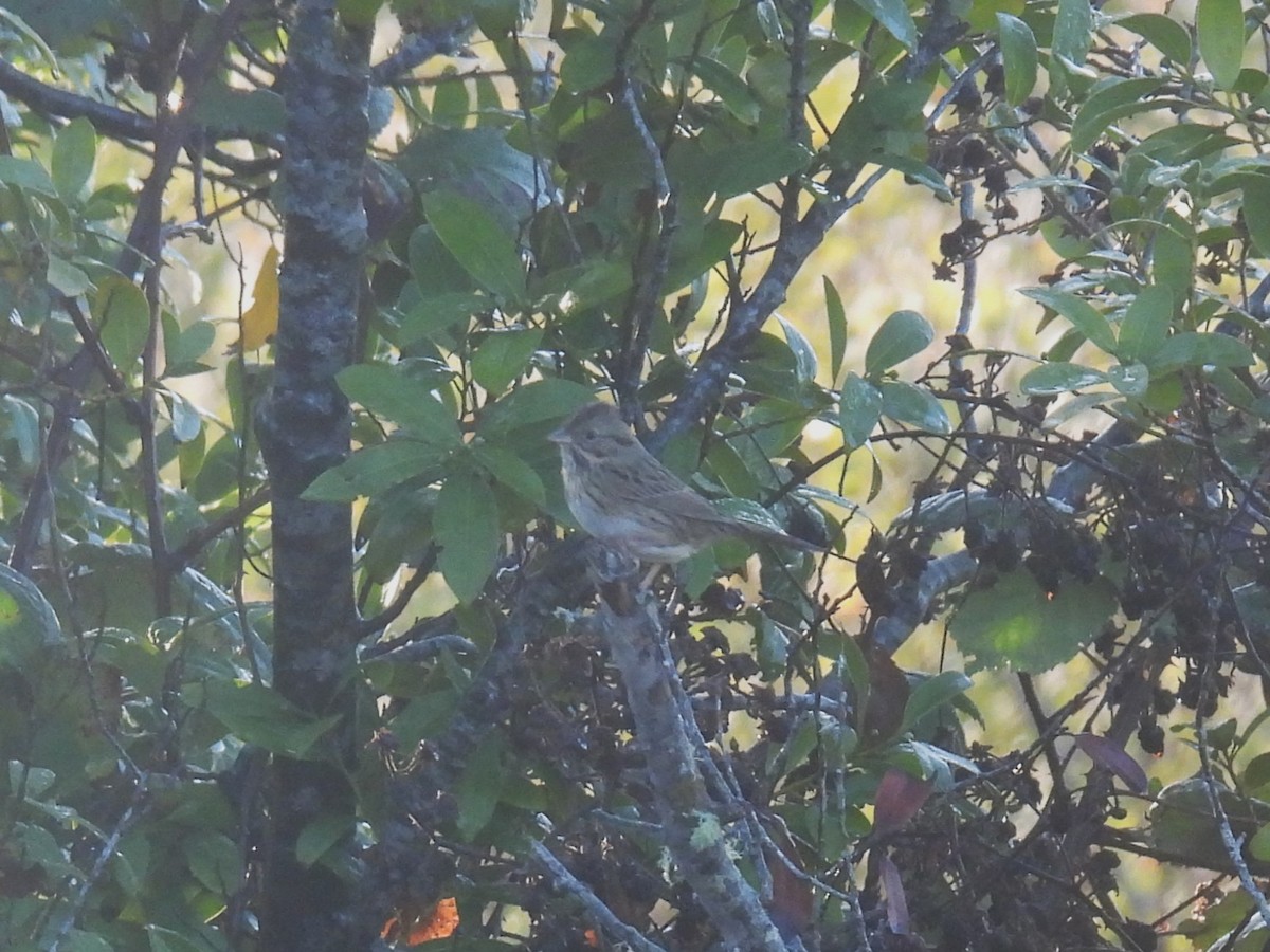 Lincoln's Sparrow - ML643469744