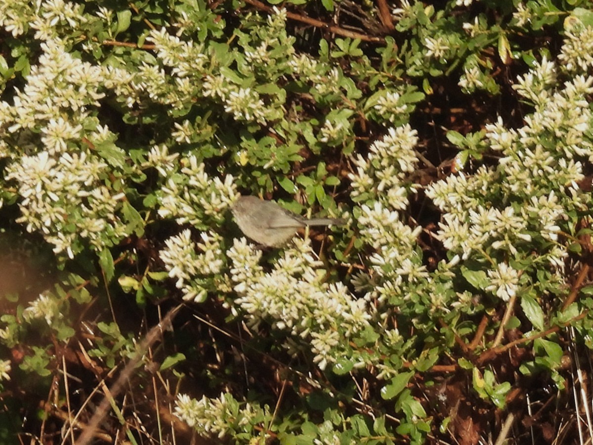 Bushtit (Pacific) - ML643469751