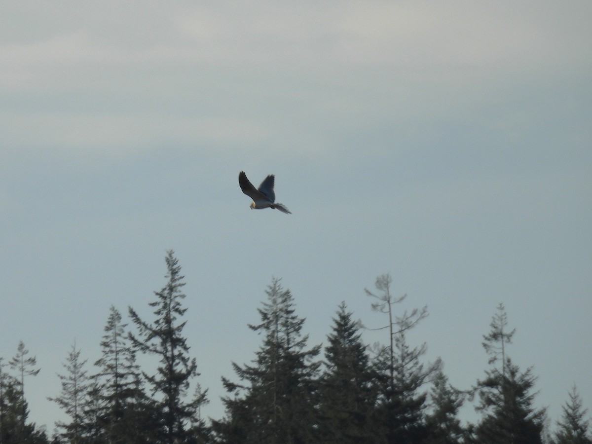White-tailed Kite - ML643469758