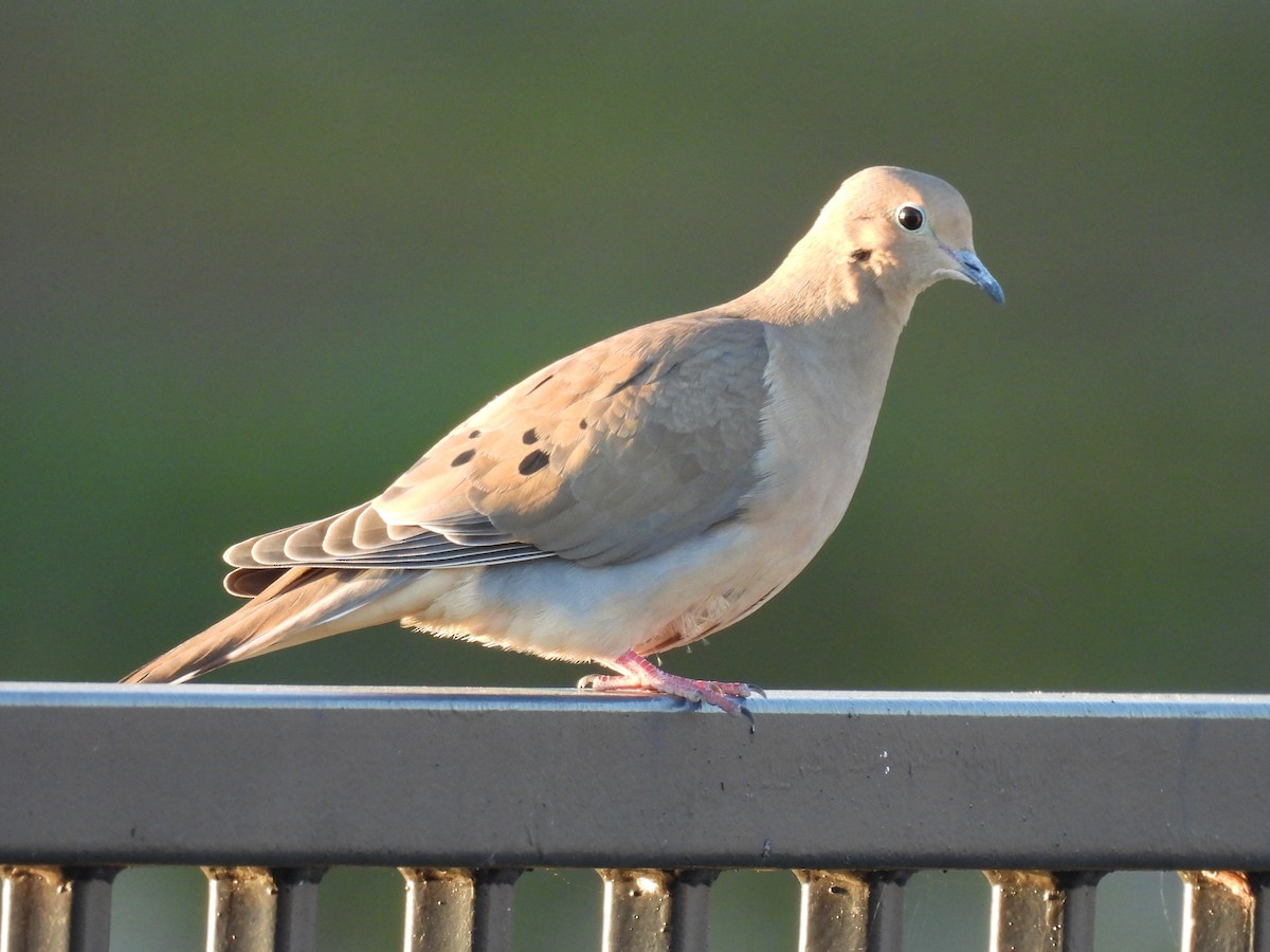 Mourning Dove - ML643469761