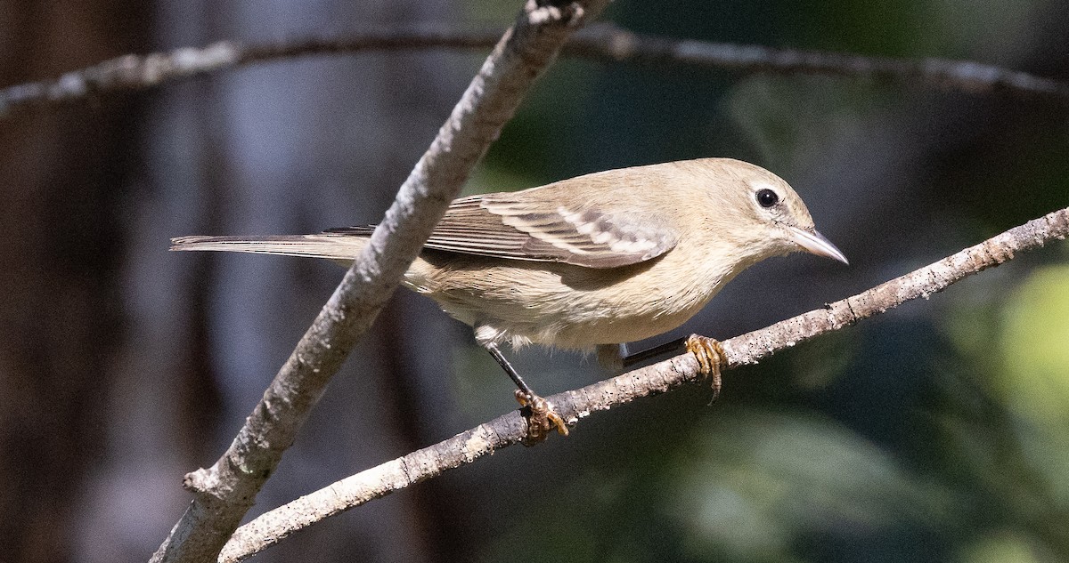 furuparula - ML643469763