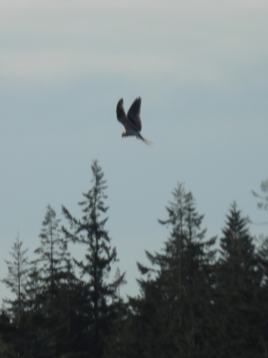White-tailed Kite - ML643469767