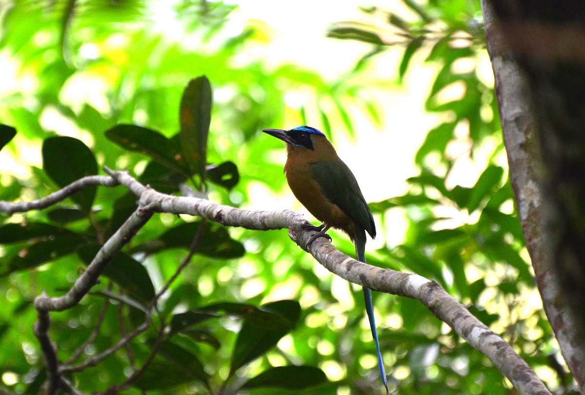 Amazonian Motmot - ML643469790