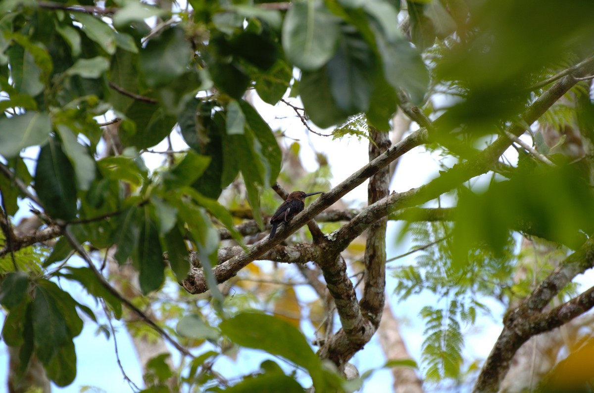 Brown Jacamar - ML643469810