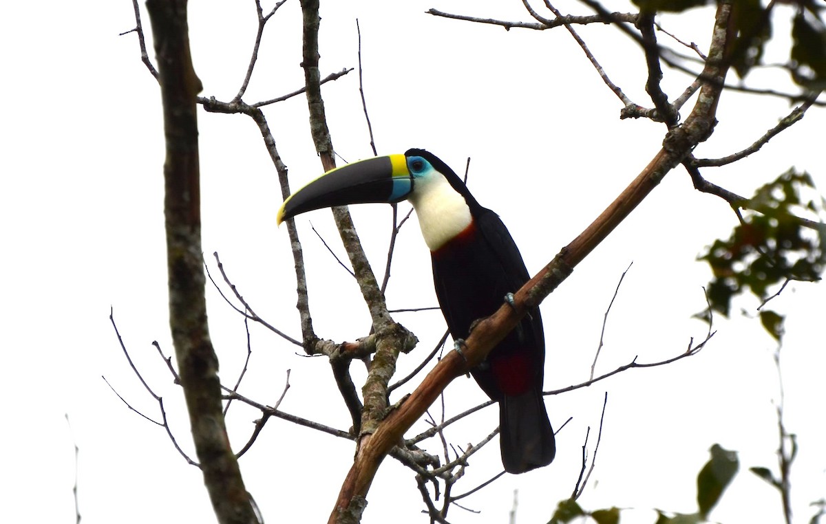 White-throated Toucan - ML643469823
