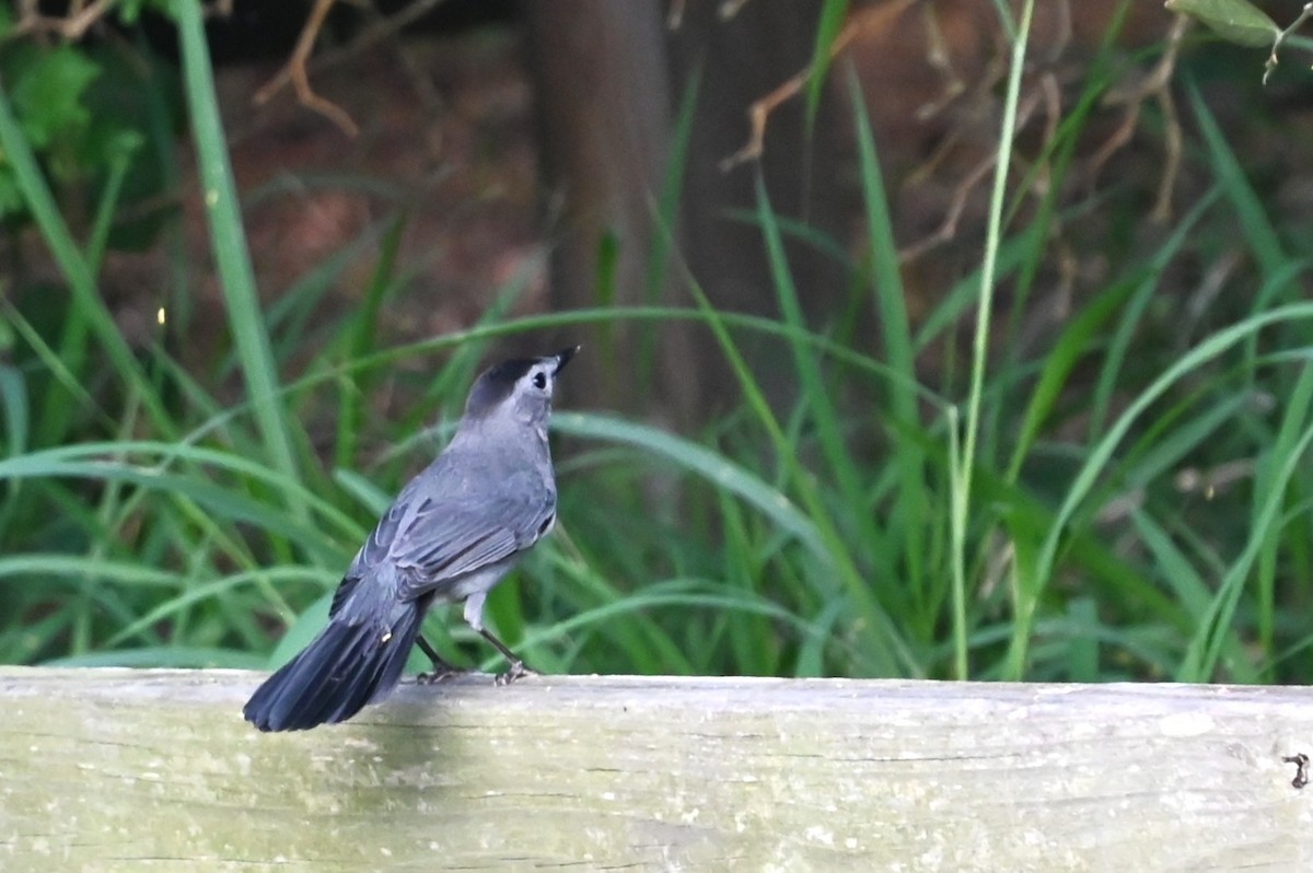 Gray Catbird - ML643469827