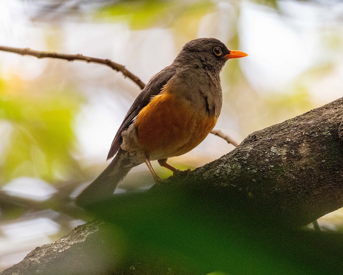 Abyssinian Thrush - ML643469830