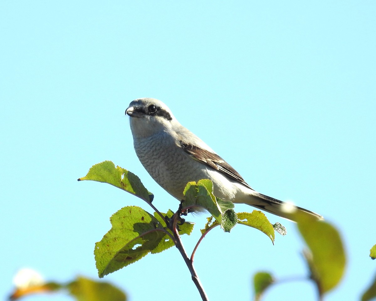 borealvarsler - ML643469834