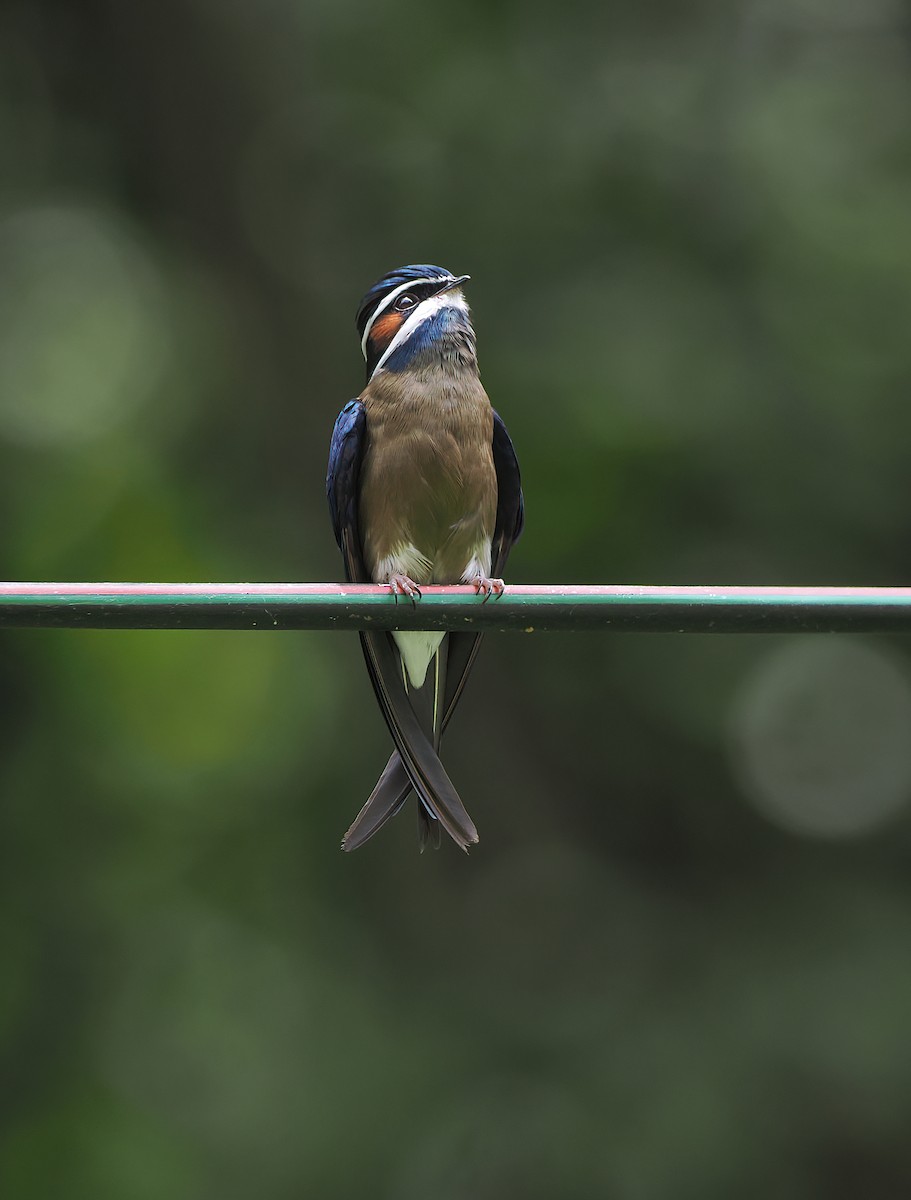 Whiskered Treeswift - ML643469836