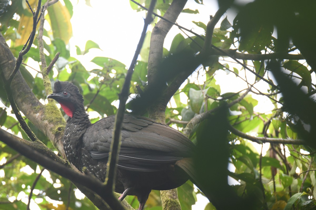 Crested Guan - ML643469848
