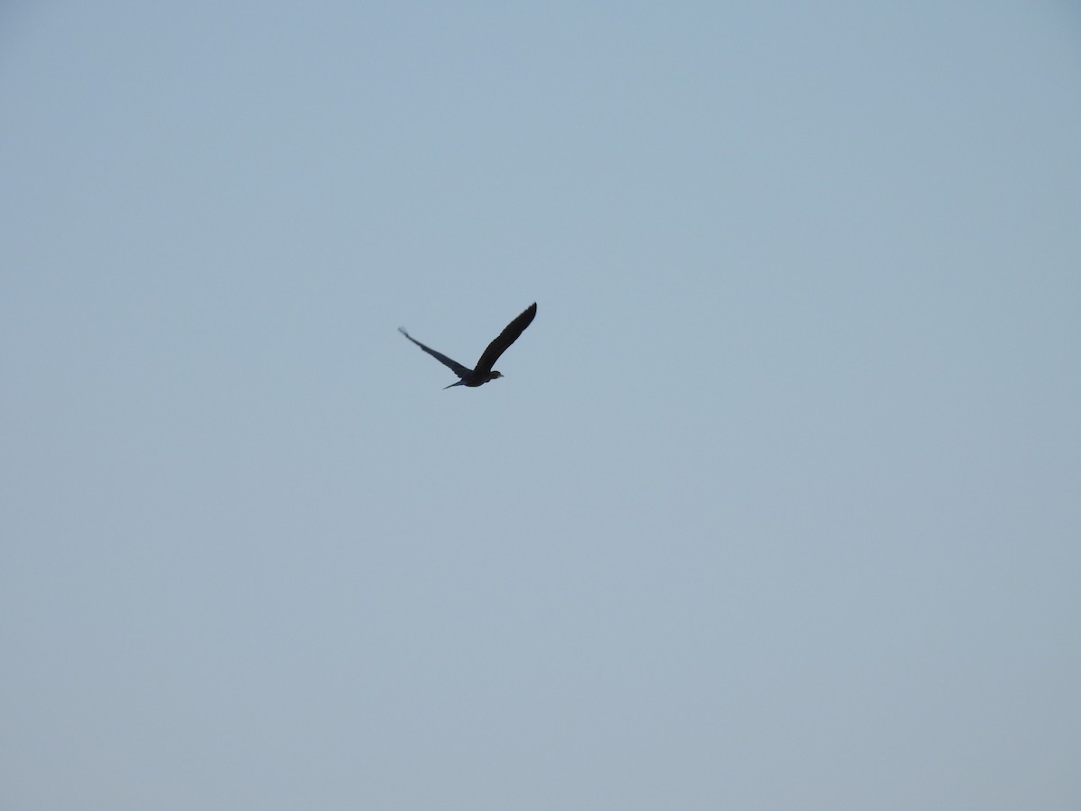 Little Cormorant - ML643469853